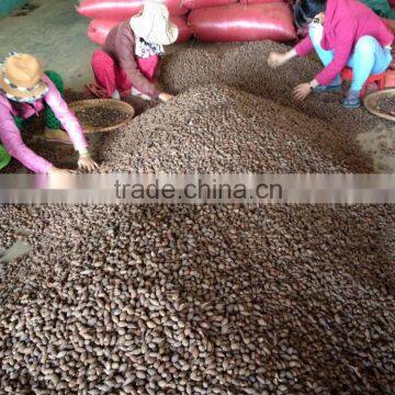 Sterculia Lychnophora, Crop 2016 photo-3