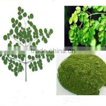 GMP Certified Manufacturer Supply Natural Moringa Powder