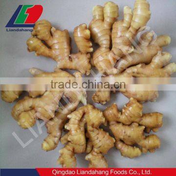 new crop bulk fresh ginger