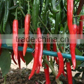 P27 Lamei f1 hybrid spicy dark green pepper seeds different types of seed