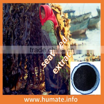 18%alginic acid from marine seaweed based fertilizer,seaweed extract fertilizer