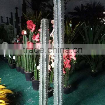 SJ3001012 Ornamental Cactos Plant Wholesale Cactus Potted Plant photo-5