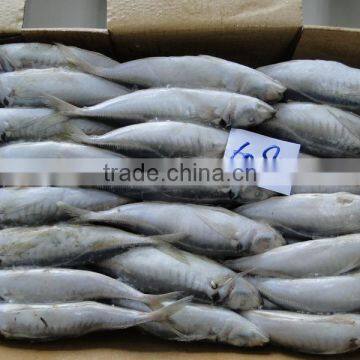 Frozen Fish Frozen Horse Mackerel 60--80 photo-6