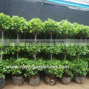 Ficus panda 3 steps for Middle East market