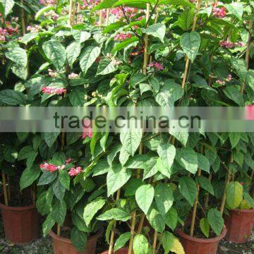 clerodendrum thomsonae shrub and climbing trees