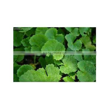 100% Natural Centella Asiatica Extract