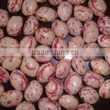 light speckled kidney beans round shape