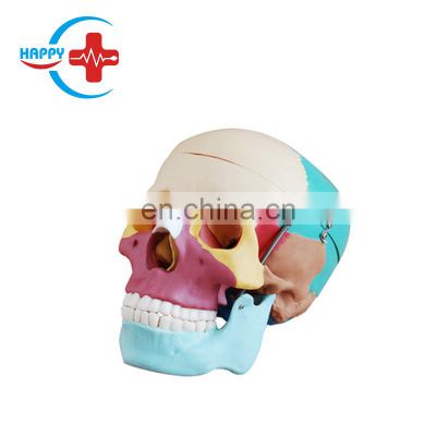 HC-S206 Advanced Medical Teaching Skeleton model/Human Science Plastic Life-Size Colorful Skull model