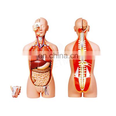 Medical science plastic dual sex anatomy 85cm height 32 parts anatomical medical male human torso model