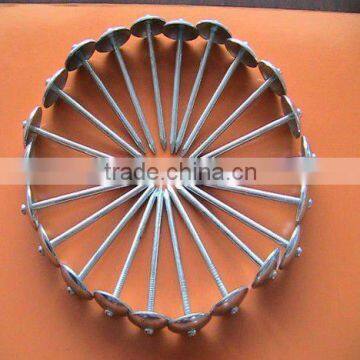 zinc coated roofing nails