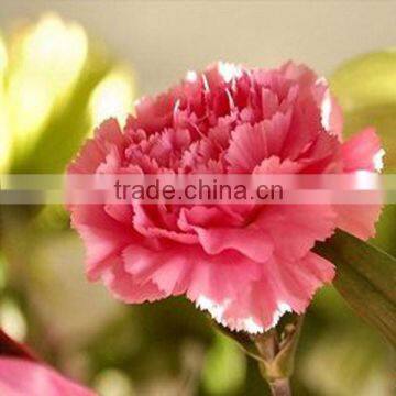 Cheap wholesale fresh cut flowers carnation
