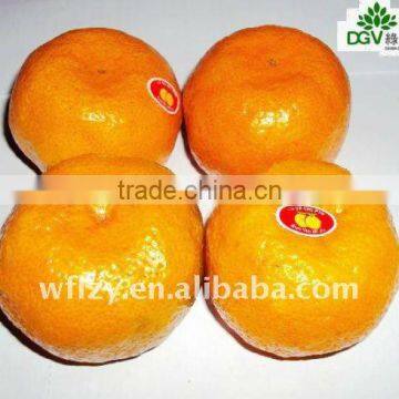 new crop Mandarin Orange