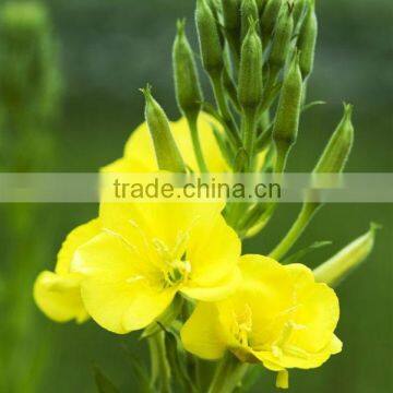 Cold Pressed Organic Evening Primrose Oil