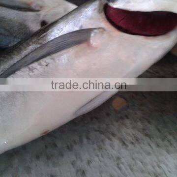 Frozen Horse Mackerel Fish