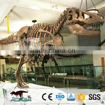 OA4126 high quality dinosaur skeleton model