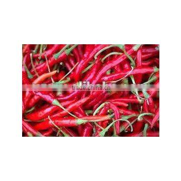 Indian Red Chilli