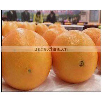 best Mandarin orange in china