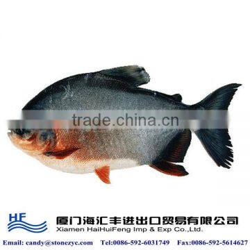 Frozen fresh red pacu fish for sale