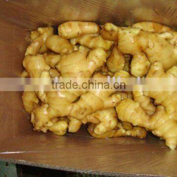 fresh ginger 150G-200g for Indonesia