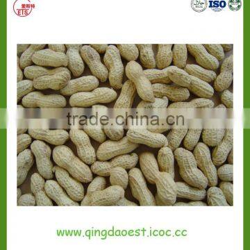 Peanut in Shell photo-3