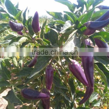 High Quality Colorful Pepper Seeds Chili Seeds For Growing-Colorful Little Sharp Pepper