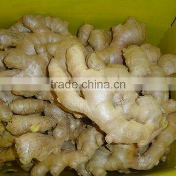 Chinese organic air dried ginger