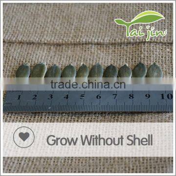 New crop Chinese pumpkin seeds kernel GWS A