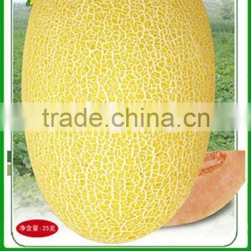 ASM041 Mengta high quality heat resistant yellow hami melon seeds hybrid