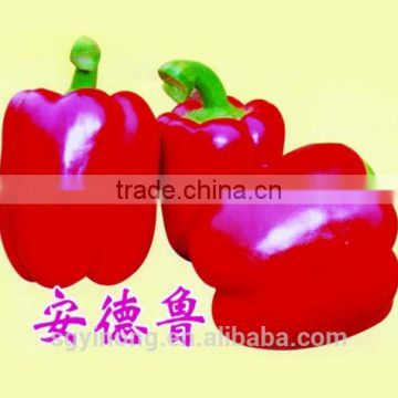 Medium maturity anti-virus red sweet pepper seeds Andrew F1