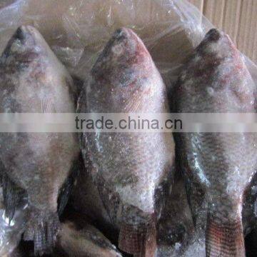 BQF good quality Tilapia whole round 200-300g 300-500g