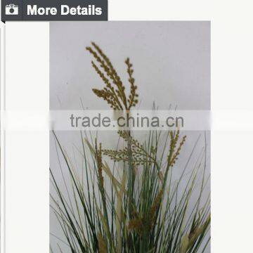 Natural Green Papyrus Scirpus Validus Potted Onion Grass photo-4