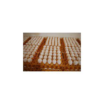 Fertilized Broiler Chicken Eggs