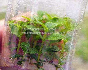 Zeatin Agricultural Usage Plant Growth Regulator Zeatin Water Insoluble photo-3