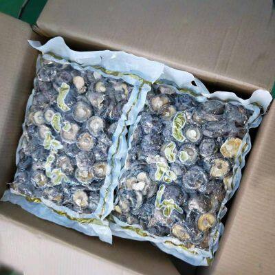 Lentinula Edodes photo-5