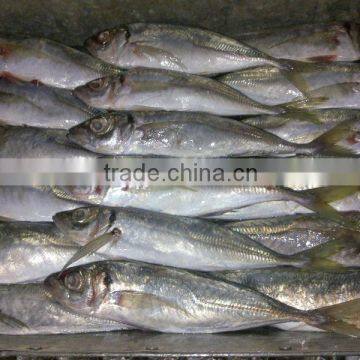 best quality Horse mackerel price