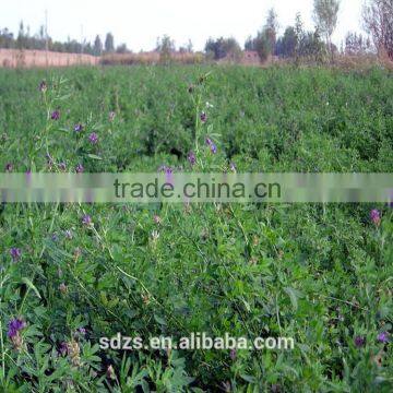 hot sale high yield forage seeds for sale