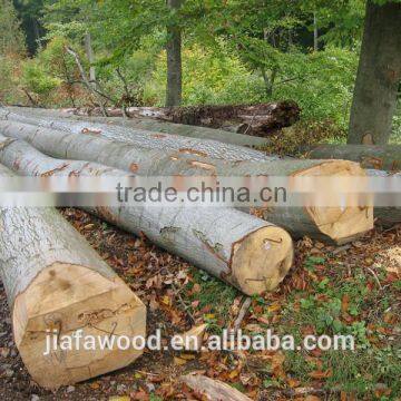 FSC beech logs