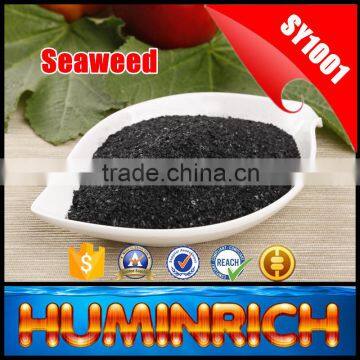 FAQ 29--How To Use Seaweed Fertilizer To Improve The Quality Of Avocado? photo-4