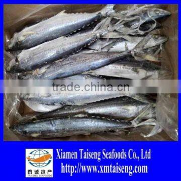 IQF Spanish Mackerel whole round of size 500-700g