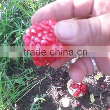 Fresh Pomegarantes from Egypt, High brix Level