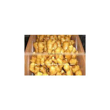 Bulk New Yellow Ginger