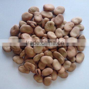 Canned Dry Fava Bean photo-3