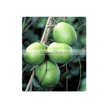 African Mango (Irvingia Gabonensis), 15% Protein Extract