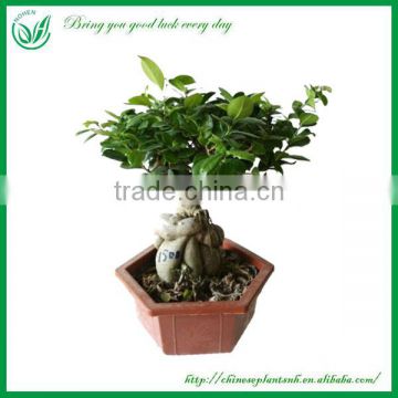 Ficus Ginseng Bonsai Trees