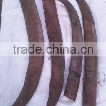 Buffalo Horn