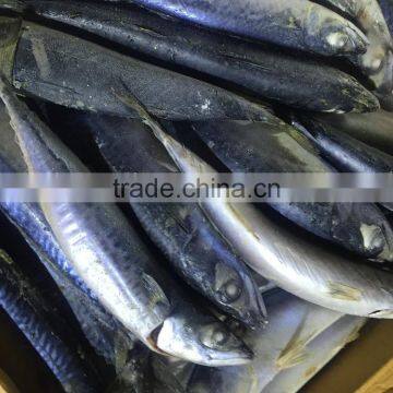 Frozen Pacific Mackerel Atlantic Mackerel for Canning Canned Food photo-3