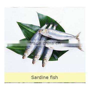 Frozen Fresh Whole Round Sardine Fish photo-2