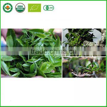 Yunnan Grade A Unfermented Raw Puer Tea photo-4