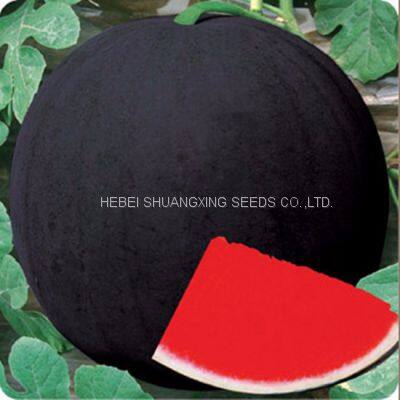 NOFA 3 Pure Black Seedless Watermelon Seeds for Sale photo-2