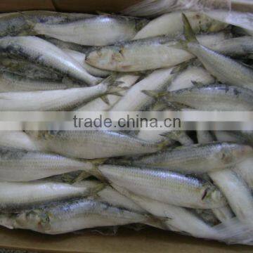 Frozen Sardine from Chinese Manufacture